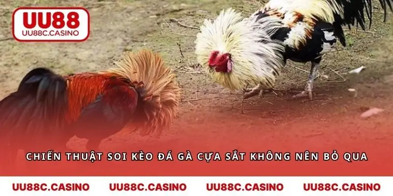 Chiến thuật soi kèo đá gà cựa sắt không nên bỏ qua