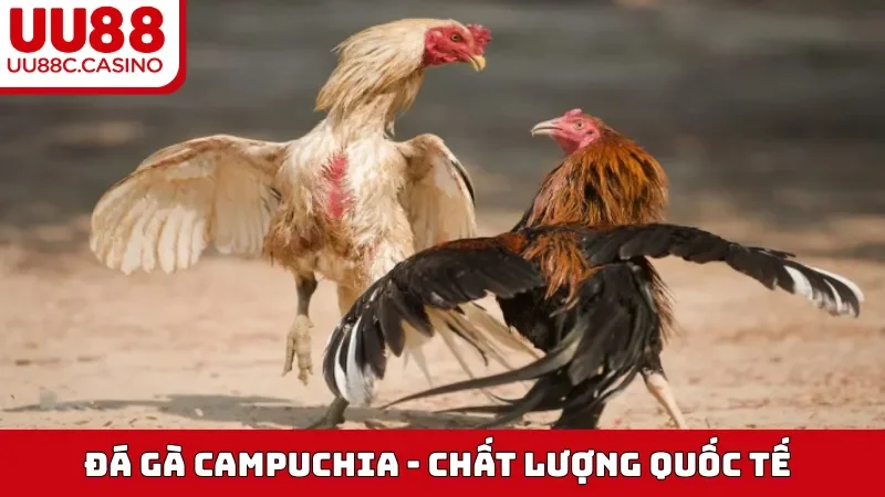 Đá Gà Campuchia